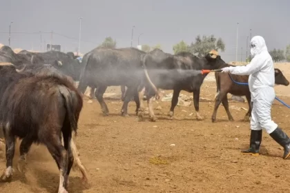 صحة اربيل تعلن وفاة شاب نتيجة اصابته بالحُمى النزفية