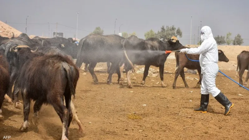 صحة اربيل تعلن وفاة شاب نتيجة اصابته بالحُمى النزفية