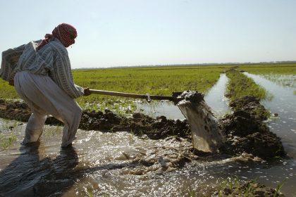 العراق يوقف زراعة الرز والذرة الصفراء بسبب شح المياه