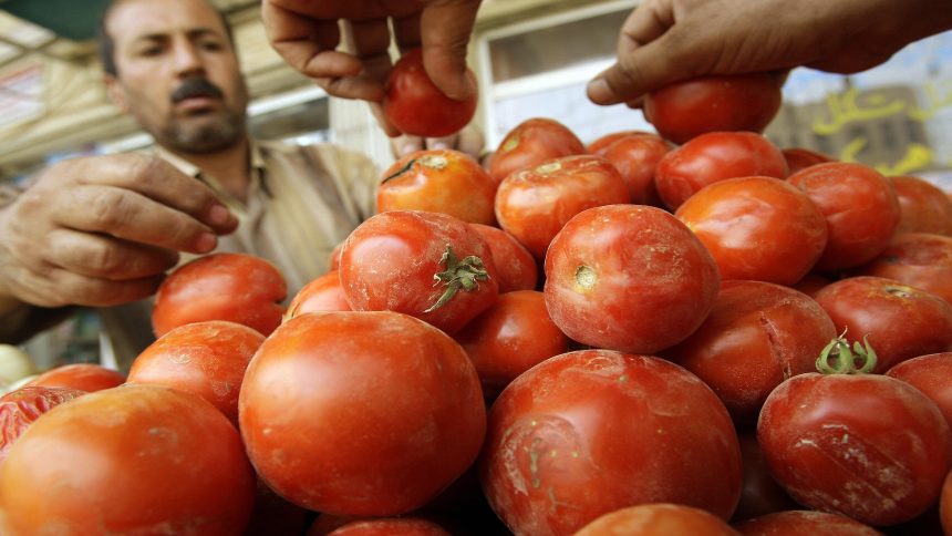 العراق يفتح باب التصدير لمحاصيل الطماطم والبطاطا والخيار والرقي إلى الأسواق الخليجية