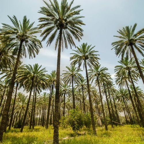 الزراعة: أعداد النخيل في العراق ستبلغ 25 مليوناً