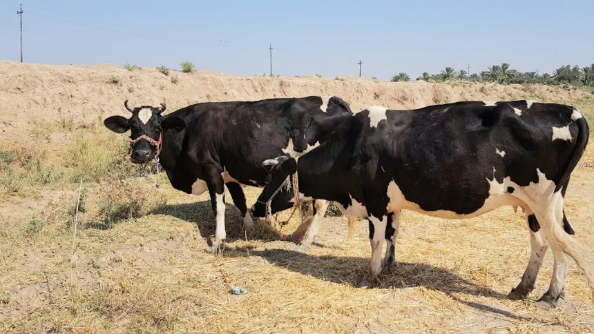 الزراعة تعلن القضاء على مرض اللسان الأزرق في العراق