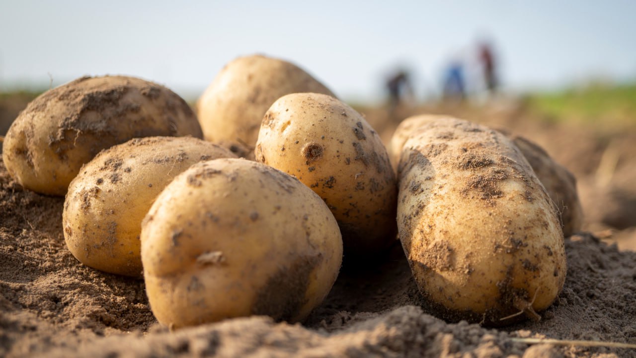 المجلس الوزاري للاقتصاد: إيقاف استيراد البطاطا لسنة واحدة بسبب وفرة الإنتاج المحلي