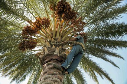 واسط في المقدمة.. حشرة السوسة تضرب نخيل بعض المحافظات والزراعة تؤكد احتوائها