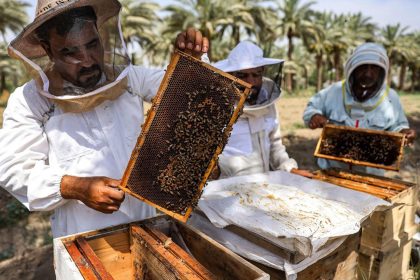 الزراعة تعلن تحقيق العراق فائضاً بإنتاج العسل