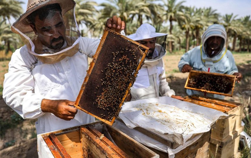 الزراعة تعلن تحقيق العراق فائضاً بإنتاج العسل