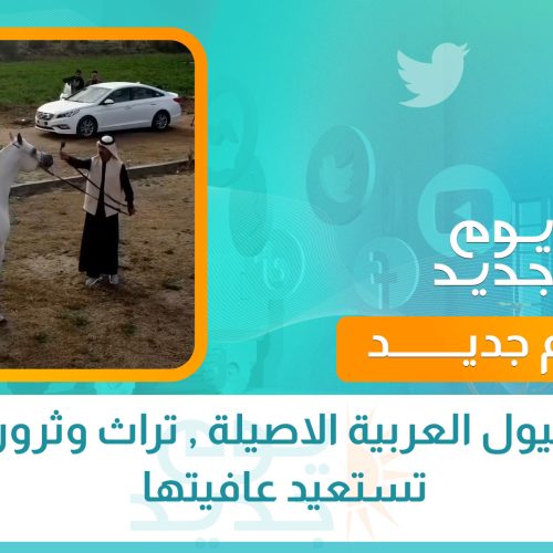 تربية الخيول العربية الاصيلة , تراث وثرورة بدأت تستعيد عافيتها