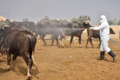 واسط تقرر منع دخول جميع أنواع المواشي إلى المحافظة لمواجهة الحمى القلاعية