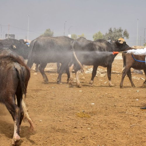 واسط تقرر منع دخول جميع أنواع المواشي إلى المحافظة لمواجهة الحمى القلاعية