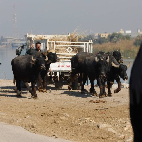 الصحة تطمئن بشأن الحمى القلاعية وتدعو مربي المواشي إلى ضرورة تجنب التماس المباشر معها