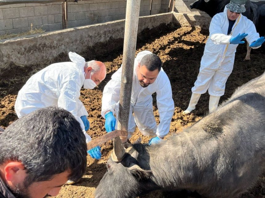 الزراعة تعلن انحسار إصابات الجاموس بالحمى القلاعية في البؤر الرئيسية