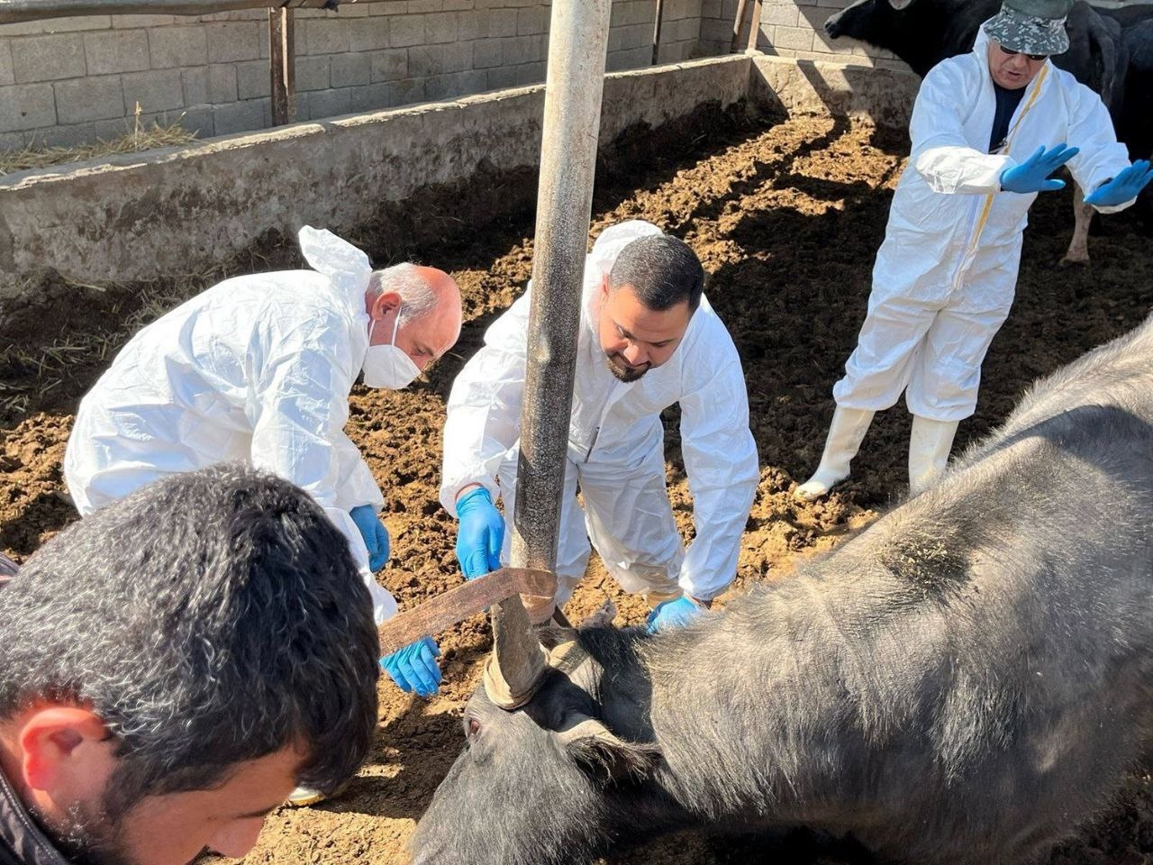 الزراعة تعلن انحسار إصابات الجاموس بالحمى القلاعية في البؤر الرئيسية