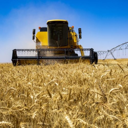 التجارة تنفي خفض سعر طن الحنطة إلى 450 ألف دينار