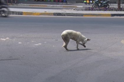 ضحايا الكلاب السائبة في تصاعد.. والدواء الغائب يضاعف حجم المأساة