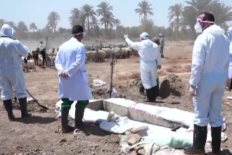 تزايد حالات الاصابة بالحمى النزفية والصحة تكثف حملات التوعية